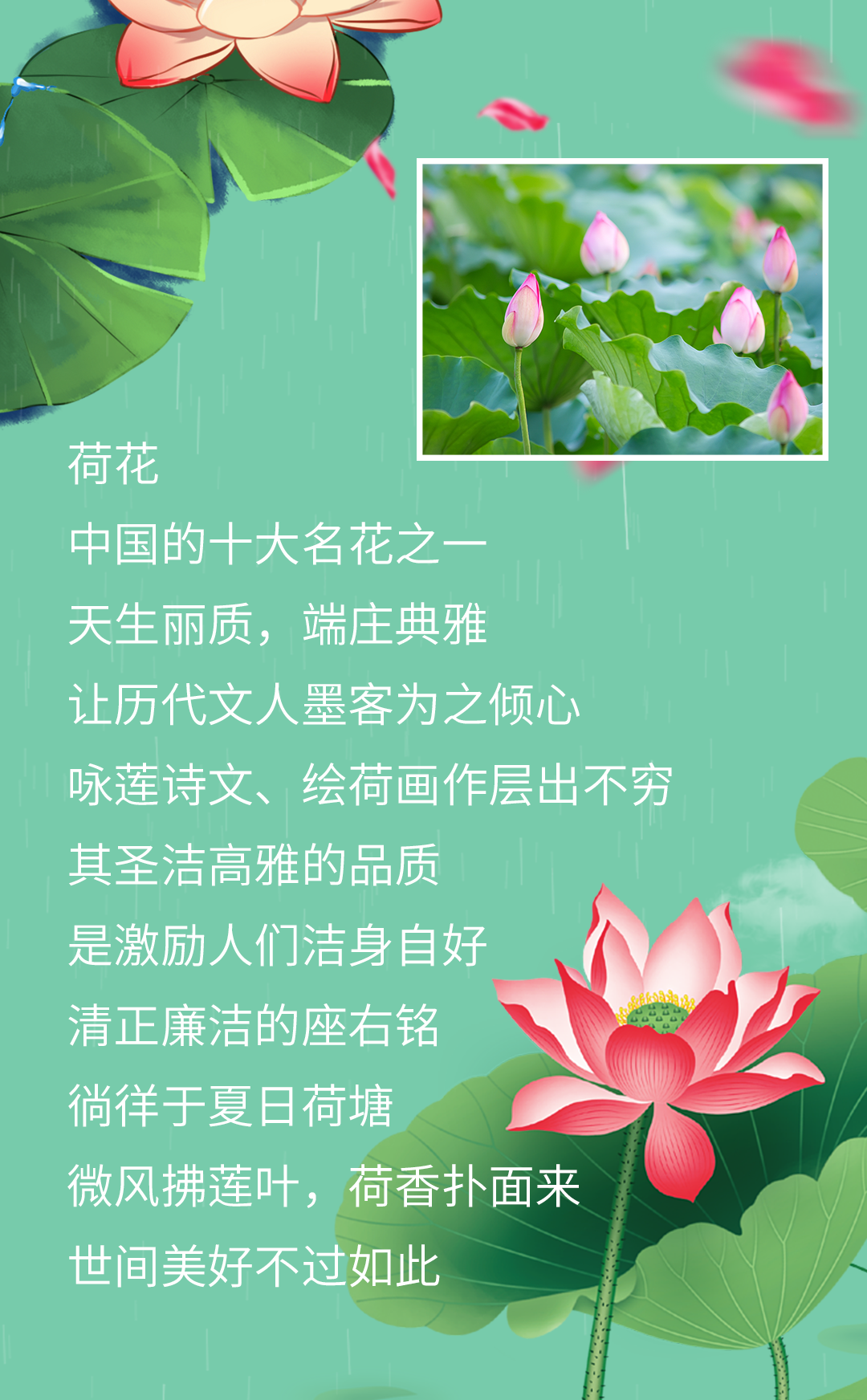 荷花糖漿_02.png